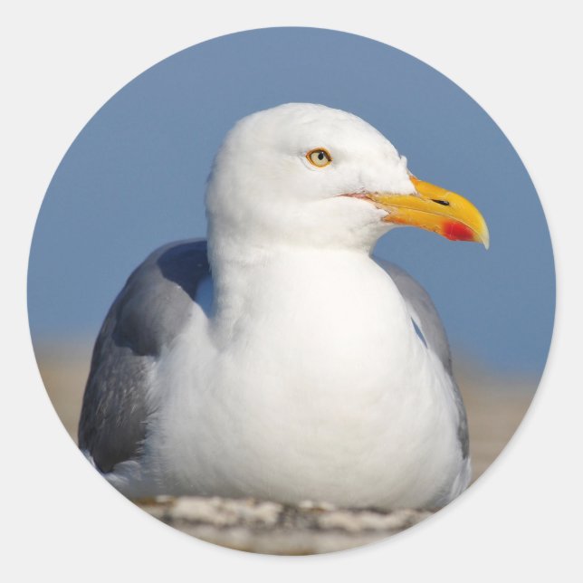 Pegatina Redonda Gaviota de arenque tendida en la pared (Anverso)