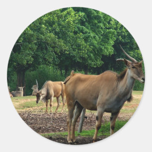 Pegatina Redonda Gazelle, zoológico de animales salvajes,羚.