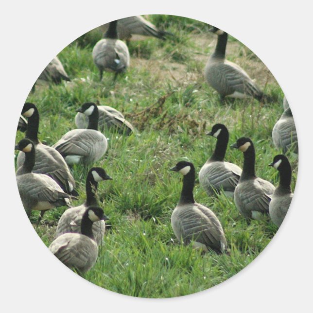 Pegatina Redonda Geese canadiense (Anverso)