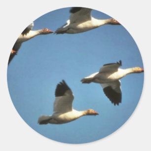 Pegatina Redonda Geese de nieve en vuelo