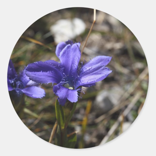 Pegatina Redonda Gentian Fringed (Anverso)
