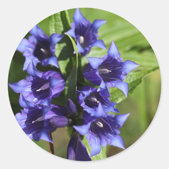 Pegatina Redonda Gentiana silvestre (Gentiana asclepiadea) (Anverso)