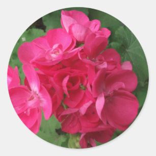 Pegatina Redonda Geranios rosados