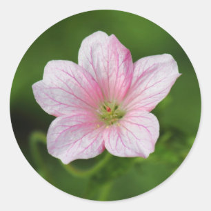 Pegatina Redonda Geranium