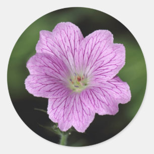 Pegatina Redonda Geranium Endressii
