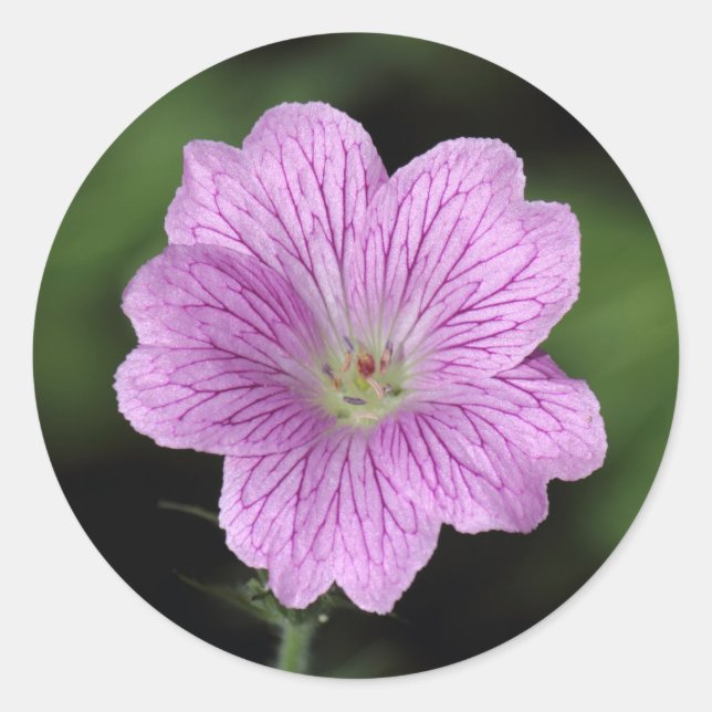 Pegatina Redonda Geranium Endressii (Anverso)
