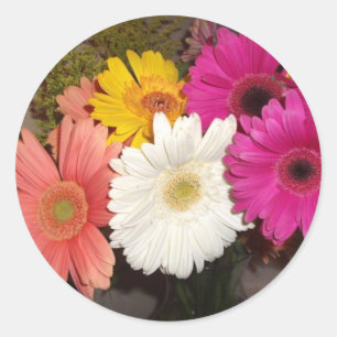 Pegatina Redonda Gerbera Daisies 017