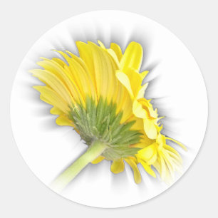Pegatina Redonda gerbera daisy amarillo