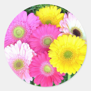 Pegatina Redonda Gerbera Daisy Colors