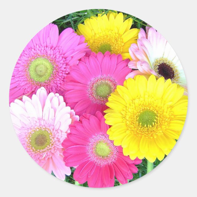 Pegatina Redonda Gerbera Daisy Colors (Anverso)