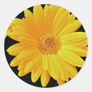 Pegatina Redonda Gerbera Daisy (Gerbera hybrida) - Amarillo