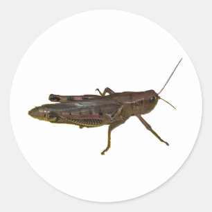 Pegatina Redonda Giant Grasshopper