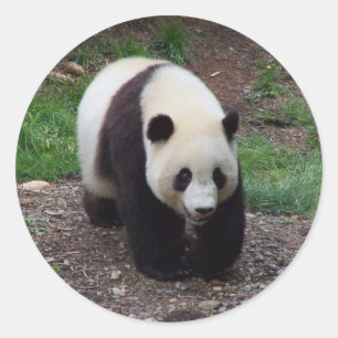 Pegatina Redonda Giant Panda Photo Pegatinas