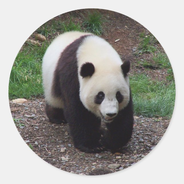 Pegatina Redonda Giant Panda Photo Pegatinas (Anverso)