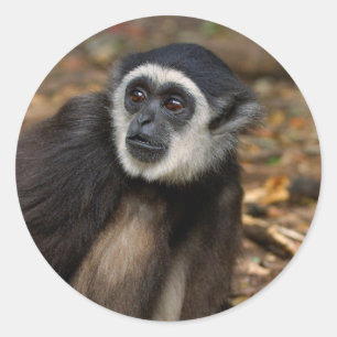 Pegatina Redonda Gibbon de manos blancas (Hylobates Lar), Monkeylan