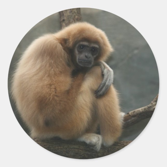 Pegatina Redonda Gibbon fluffy blanco (Anverso)
