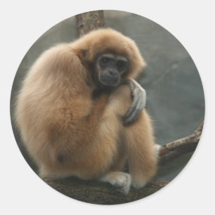 Pegatina Redonda Gibbon fluffy blanco