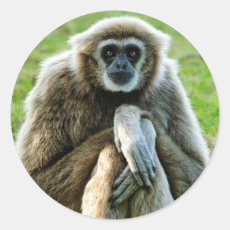 Pegatina Redonda Gibbon, hablemos del significado de la vida...