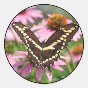 Pegatina Redonda Gigantesco Swallowtail