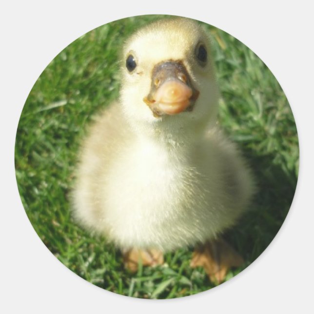 Pegatina Redonda gijs (Anverso)