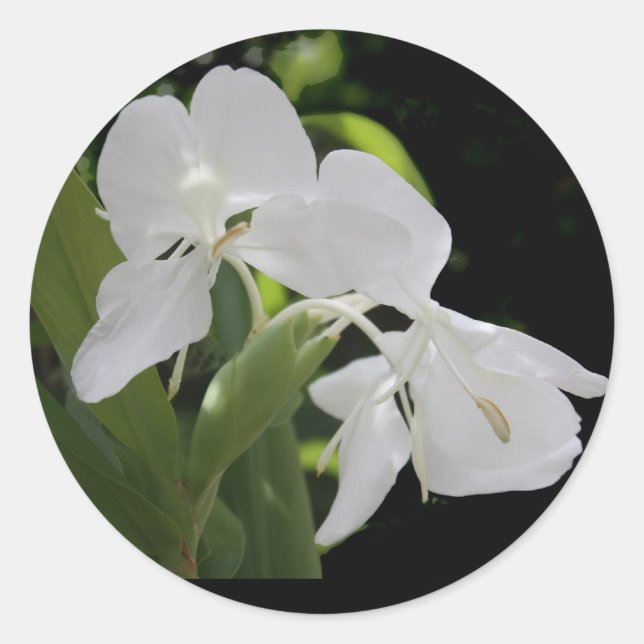 Pegatina Redonda Ginger mariposa blanca (Anverso)