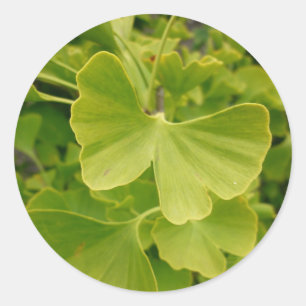 Pegatina Redonda Ginkgo Butterfly