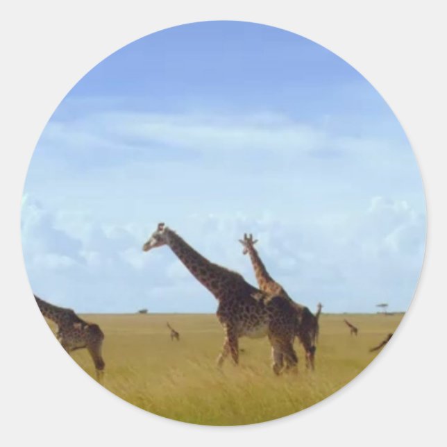 Pegatina Redonda Girafas del Parque Nacional de Nairobi (Anverso)