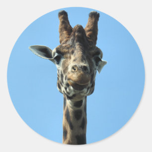 PEGATINA REDONDA GIRAFFE