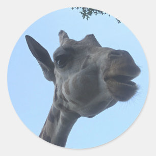 Pegatina Redonda Giraffe