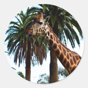 Pegatina Redonda Giraffe Graciosa Dando Una Frambuesa,