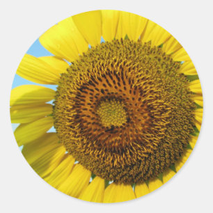 Pegatina Redonda Girasol