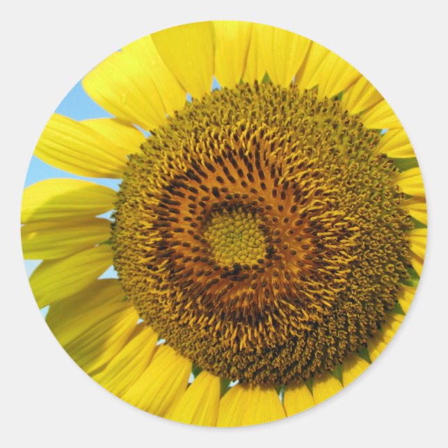 Pegatina Redonda Girasol (Anverso)