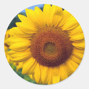 Pegatina Redonda Girasol