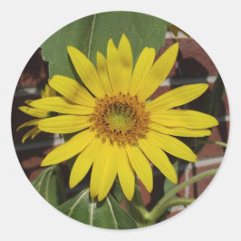 Pegatina Redonda Girasol