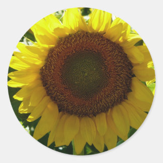 Pegatina Redonda Girasol
