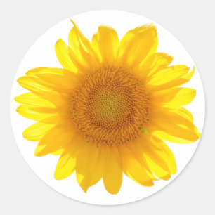 Pegatina Redonda Girasol