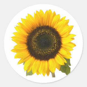 Pegatina Redonda Girasol