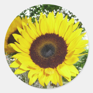 Pegatina Redonda Girasol