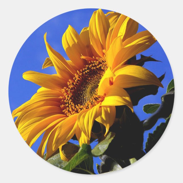 Pegatina Redonda Girasol amarillo brillante (Anverso)