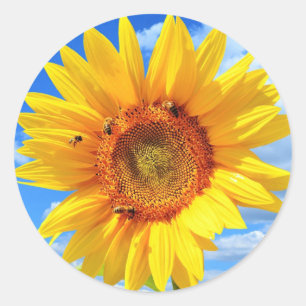 Pegatina Redonda Girasol amarillo y abejas en el cielo azul - Día d