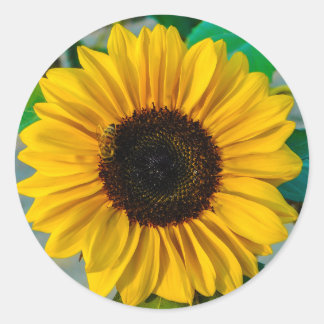 Pegatina Redonda Girasol con Abeja