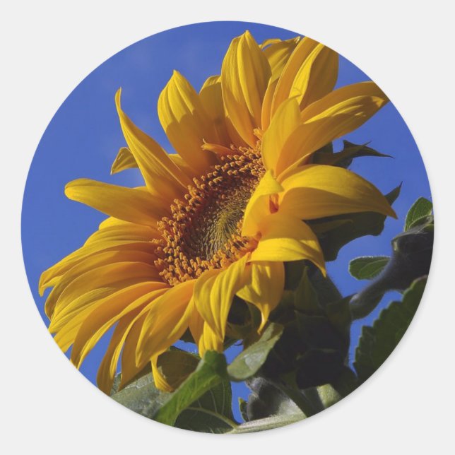 Pegatina Redonda Girasol dorado (Anverso)