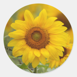 Pegatina Redonda Girasol Floral