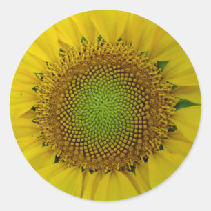 Pegatina Redonda Girasol y semillas, espiral, relación dorada