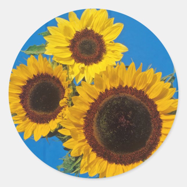 Pegatina Redonda Girasoles contra cerca azul (Anverso)