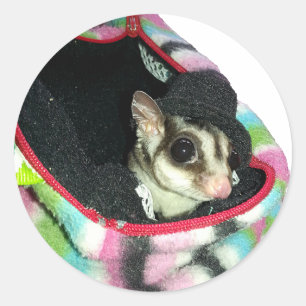 Pegatina Redonda Glider azucarero usando un Gorra