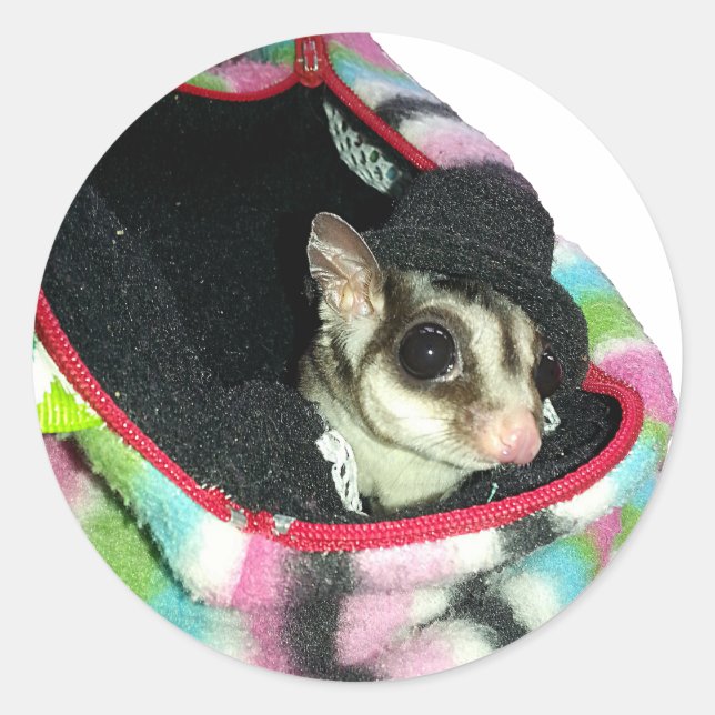 Pegatina Redonda Glider azucarero usando un Gorra (Anverso)