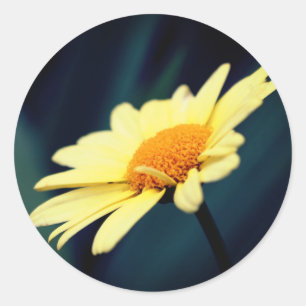 Pegatina Redonda Glorioso Daisy Flower
