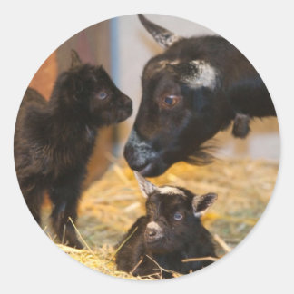 Pegatina Redonda Goats