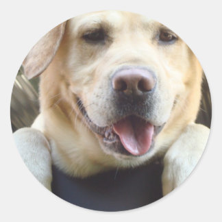 Pegatina Redonda Golden Labrador Retriever